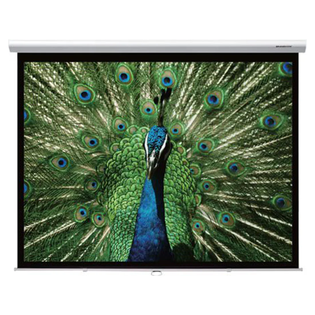 Grandview CB-P120 SR 120" Manual Pull-Down Projector Screen – White (CBP 120)